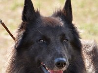 01 Canis Lupus of the beautiful black one